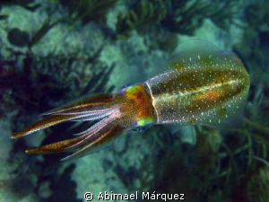 Variation of the rules, Vieques by Abimael Márquez 